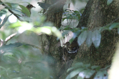 Geokichla guttata