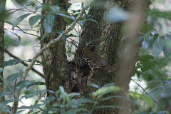 Geokichla guttata