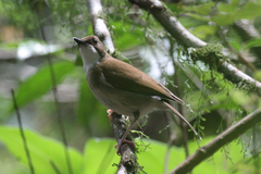 Chamaetylas choloensis