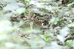 Geokichla guttata