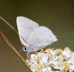 Satyrium sylvinus dryope