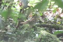 Geokichla guttata