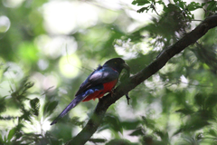 Apaloderma vittatum