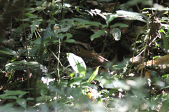 Geokichla guttata
