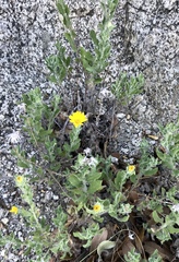 Heterotheca fulcrata