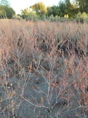 Eriogonum polycladon