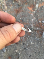 Eriogonum polycladon