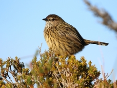 Striated Fieldwren photo 2