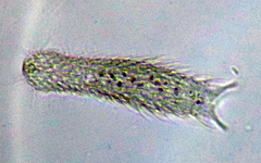Chaetonotus