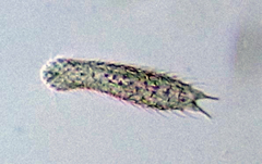 Chaetonotus