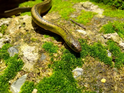 Maryellen's Ground Snake