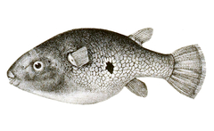 Ocellated Puffer photo 2