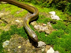 Erythrolamprus maryellenae