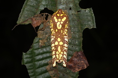 Boana picturata