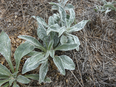 Psilostrophe gnaphalodes