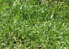 Hapalocrex flaviventer