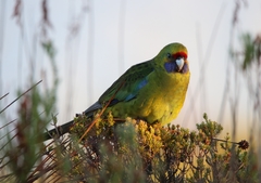 Platycercus caledonicus