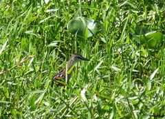 Hapalocrex flaviventer