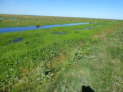 Hapalocrex flaviventer