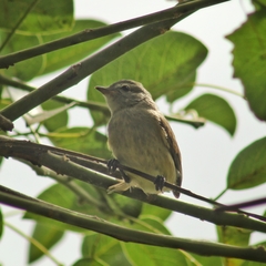 Camptostoma obsoletum