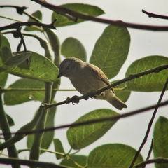 Camptostoma obsoletum