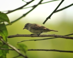 Camptostoma obsoletum