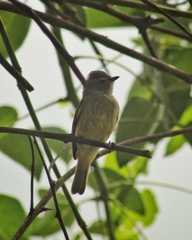 Camptostoma obsoletum