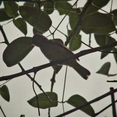 Camptostoma obsoletum