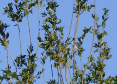 Xenopsaris albinucha