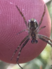 Novaranea queribunda