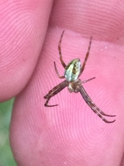 Novaranea queribunda