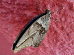 Eryphanis automedon
