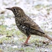 Bassian Thrush - Photo (c) tas47, some rights reserved (CC BY-NC)