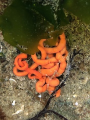 Tubulanus