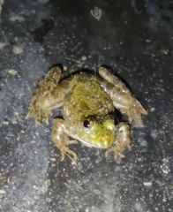 Euphlyctis cyanophlyctis