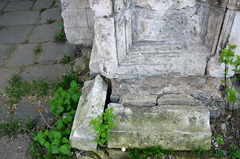 Taraxacum officinale