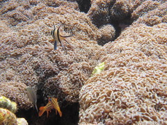 Fimbriaphyllia ancora