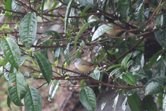 Coccopygia quartinia