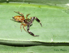 Lurio conspicuus
