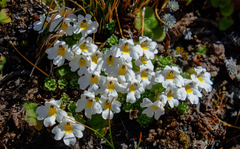 Euphrasia petriei