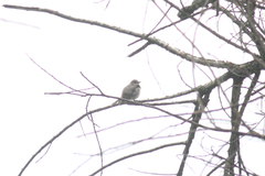 Muscicapa striata