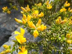 Aspalathus subulata