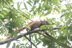 Heliosciurus mutabilis