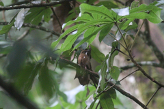 Chamaetylas choloensis