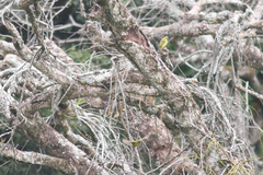 Crithagra hyposticta