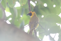 Ploceus bertrandi