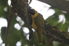 Ploceus bertrandi