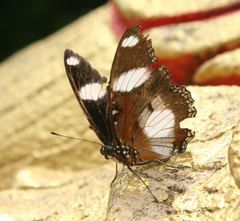 Hypolimnas misippus