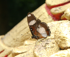 Hypolimnas misippus
