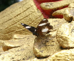 Hypolimnas misippus